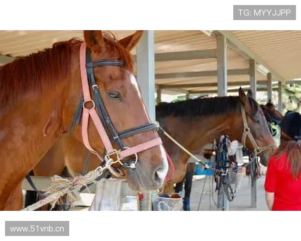 富里睡醒发现自家马场又多了一匹新马，账单还没拆